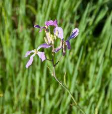 Attēlu rezultāti vaicājumam “Raphanus sativus flower”