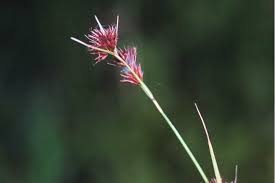 Attēlu rezultāti vaicājumam “Rhynchospora alba fruit”