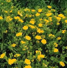 Image result for Potentilla recta
