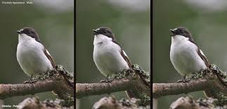 Attēlu rezultāti vaicājumam “Ficedula hypoleuca male”