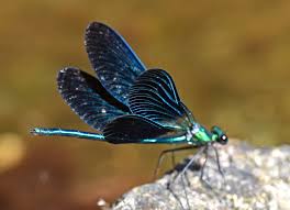 Attēlu rezultāti vaicājumam “Calopteryx virgo male”