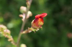 Attēlu rezultāti vaicājumam “Scrophularia umbrosa flower”