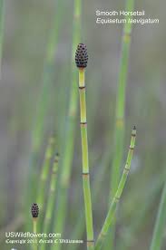 Attēlu rezultāti vaicājumam “Equisetum”
