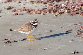 Attēlu rezultāti vaicājumam “Charadrius hiaticula adult”