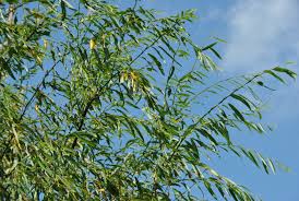 Attēlu rezultāti vaicājumam “Salix daphnoides subsp. acutifolia”