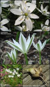 Attēlu rezultāti vaicājumam “Ornithogalum umbellatum flower”