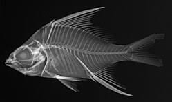 Image result for Eugerres plumieri