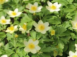 Attēlu rezultāti vaicājumam “Anemone ranunculoides flower”