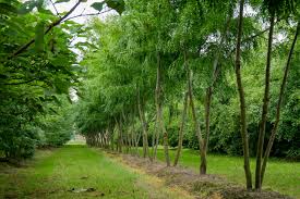 Attēlu rezultāti vaicājumam “Gleditsia triacanthos”
