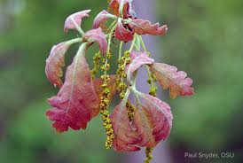 Attēlu rezultāti vaicājumam “Quercus robur female flower”