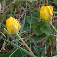 Attēlu rezultāti vaicājumam “Ranunculus bulbosus flower”