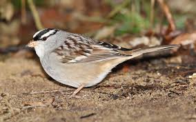 Image result for Zonotrichia leucophrys