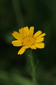 Image result for Chrysanthemum segetum