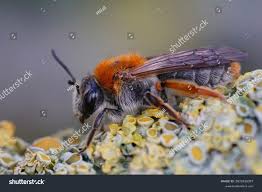 Attēlu rezultāti vaicājumam “Andrena haemorrhoa female”