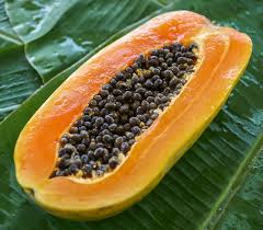 Image result for Carica papaya
