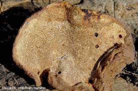 Attēlu rezultāti vaicājumam “Perenniporia medulla-panis”