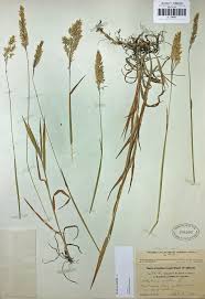 Attēlu rezultāti vaicājumam “Holcus mollis”