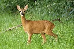 Attēlu rezultāti vaicājumam “Capreolus capreolus”