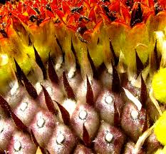 Attēlu rezultāti vaicājumam “Helianthus annuus fruit”