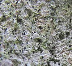 Attēlu rezultāti vaicājumam “Microcalicium disseminatum”