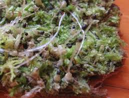 Attēlu rezultāti vaicājumam “Lophocolea minor macro”