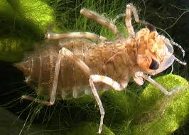 Attēlu rezultāti vaicājumam “Cordulidae”