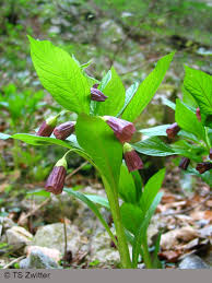 Attēlu rezultāti vaicājumam “Scopolia carniolica flower”