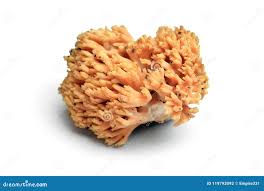 Attēlu rezultāti vaicājumam “Ramaria formosa”