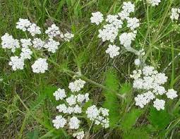 Image result for Carum carvi