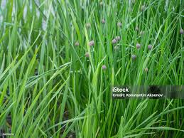 Attēlu rezultāti vaicājumam “Allium schoenoprasum fruit”