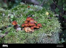 Attēlu rezultāti vaicājumam “Gymnopilus picreus”