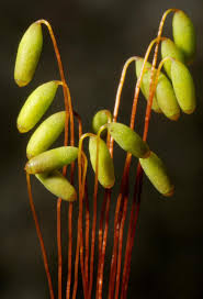 Attēlu rezultāti vaicājumam “Pohlia nutans sporophyte”