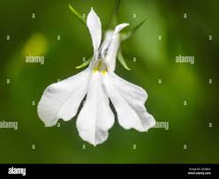 Attēlu rezultāti vaicājumam “Lobelia erinus flower”