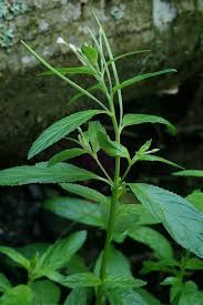 Attēlu rezultāti vaicājumam “Epilobium roseum flower”