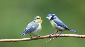 Attēlu rezultāti vaicājumam “Cyanistes caeruleus adult”