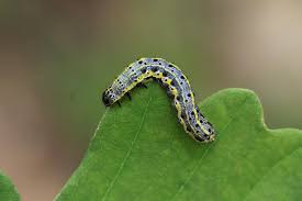 Attēlu rezultāti vaicājumam “Orthosia miniosa larva”