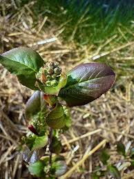 Attēlu rezultāti vaicājumam “Aronia melanocarpa bud”
