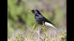 Image result for Oenanthe leucopyga