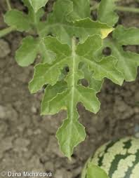Attēlu rezultāti vaicājumam “Citrullus lanatus leaf”