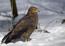 Attēlu rezultāti vaicājumam “Aquila pomarina”