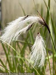 Attēlu rezultāti vaicājumam “Eriophorum latifolium flower”
