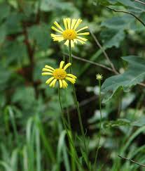 Attēlu rezultāti vaicājumam “Plantago uniflora flower”