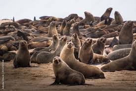 Image result for Eumetopias jubatus