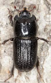 Attēlu rezultāti vaicājumam “Ceruchus chrysomelinus larva”