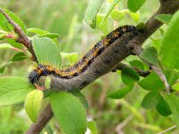 Attēlu rezultāti vaicājumam “Aporia crataegi female”