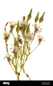 Attēlu rezultāti vaicājumam “Lactuca sativa flower”