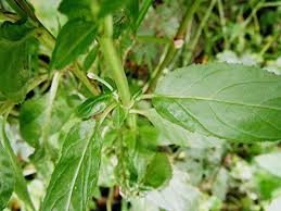 Attēlu rezultāti vaicājumam “Epilobium roseum”