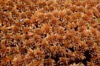 Attēlu rezultāti vaicājumam “Sphagnum fuscum”