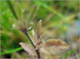 Attēlu rezultāti vaicājumam “Viola arvensis bud”