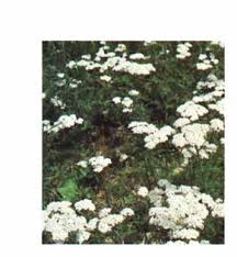 Attēlu rezultāti vaicājumam “Erysimum hieracifolium fruit”